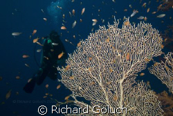 Dive Master waiting on the group.Ras Muhammad-Red Sea by Richard Goluch 
